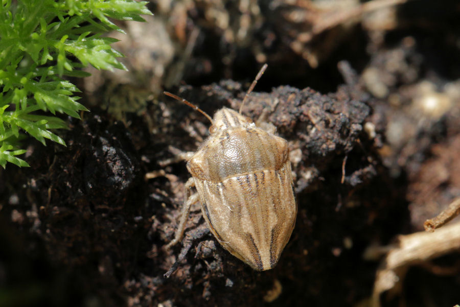 Scutelleridae: Odontotarsus robustus